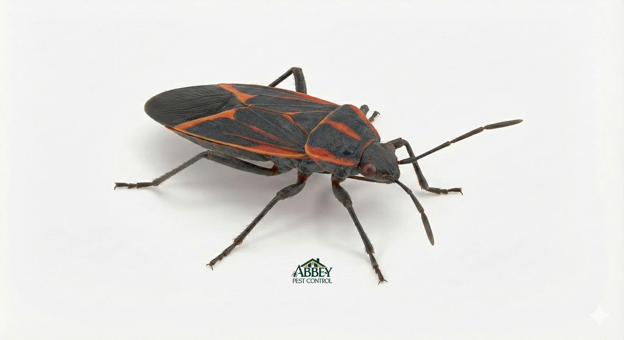 A boxelder bug.