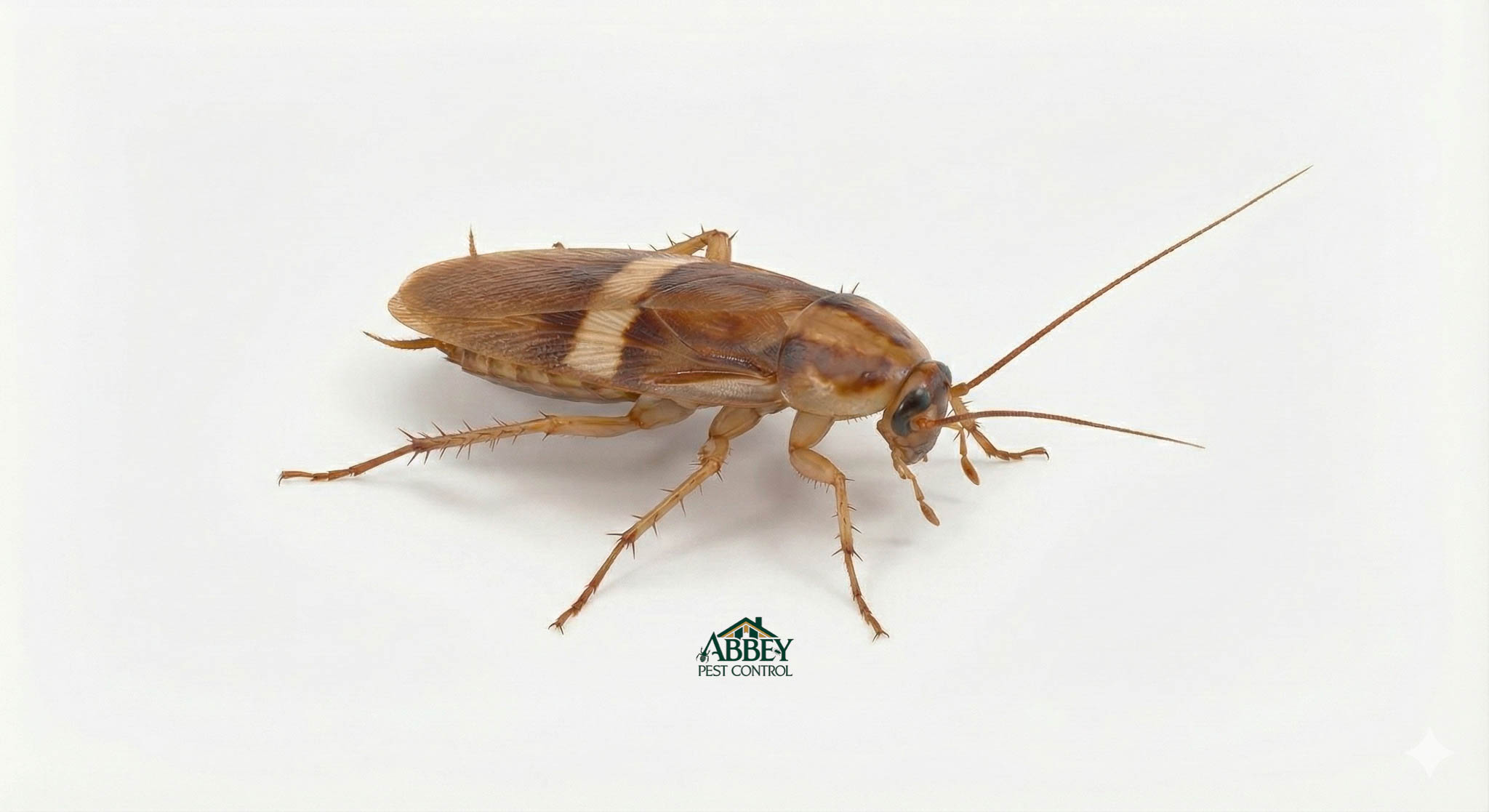 A brown-banded cockroach.