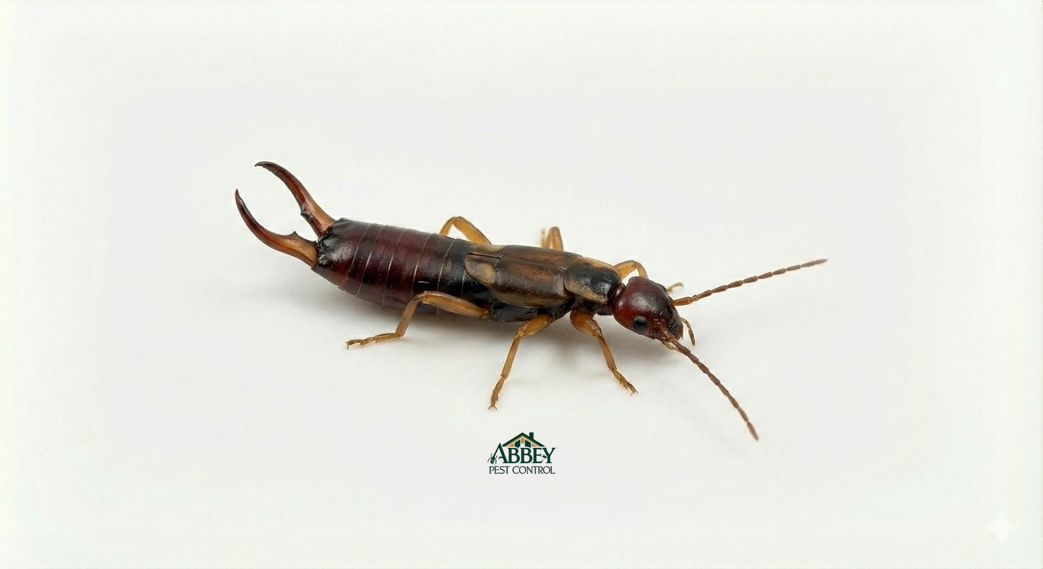 An earwig.